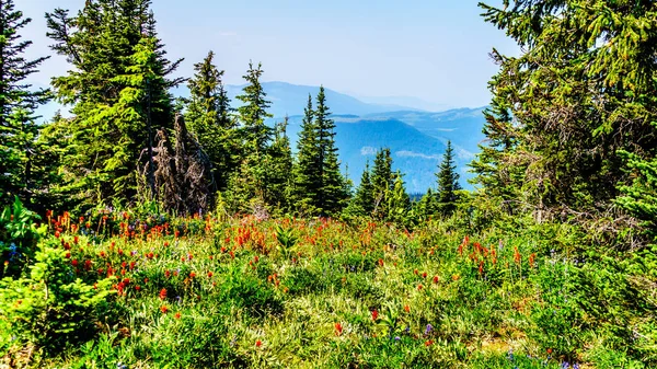 Pěší Turistika Přes Alpské Louky Divokými Květy Juniper Ridge Tod — Stock fotografie