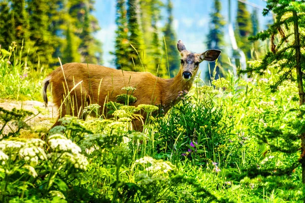 Black Tailed Jeleń Letni Dzień Tod Górskich Górach Shuswap Centrum — Zdjęcie stockowe