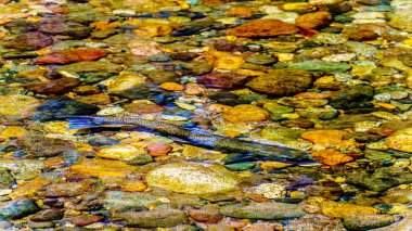 Steelhead somon, bazen adı da Steelhead alabalık, akıntıya karşı erken Eylül ayında Coldwater nehir kenarında Brookmere Bc Kanada Yüzme