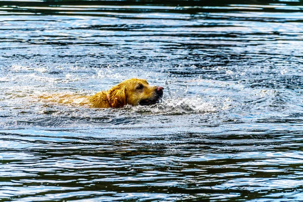 Golden Retriever Kutya Úszás Tét Mentén Lac Jeune Road Kamloops — Stock Fotó