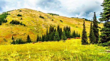 Tod dağ köyü Sun Peaks British Columbia, Kanada Shuswap dağlık yakınındaki alp çayıra otlayan inekler