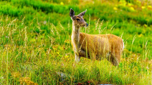 Black Tail Deer Montanha Tod Aldeia Alpina Sun Peaks Nas — Fotografia de Stock