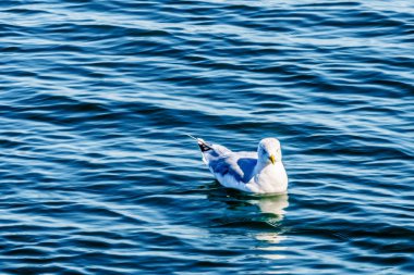 Hollanda Zeeand ili Neeltje Jans Adası'nda Oosterschelde yüzen martı