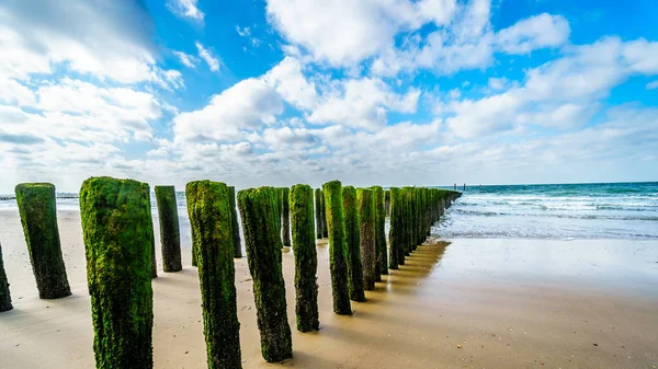 Wooden Posts Beach Erosion Protection System Beach Town Vlissingen Zeeland — Stock Photo, Image