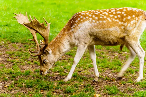 Veado Fallow Com Chifres Prado Verde — Fotografia de Stock