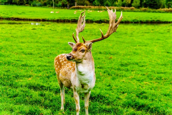 Veado Fallow Com Chifres Prado Verde — Fotografia de Stock