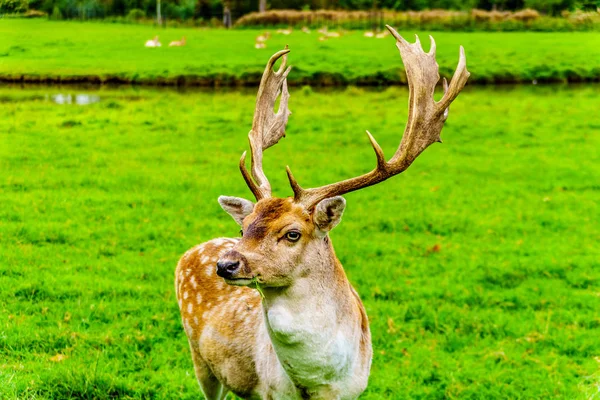 Dančí Parohy Zelené Louce — Stock fotografie