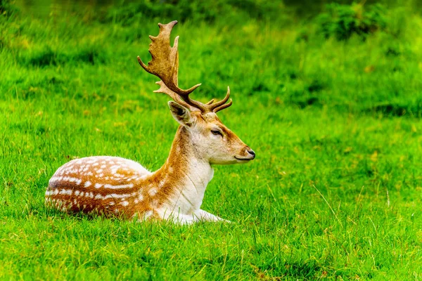 Veado Fallow Com Chifres Prado Verde — Fotografia de Stock