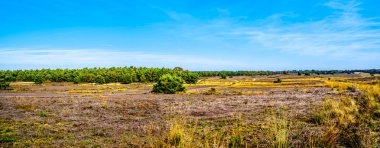 Heather alanları ve ormanları Hoge Veluwe doğa rezerv Hollanda Gelderland ili