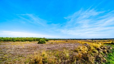 Heather alanları ve ormanları Hoge Veluwe doğa rezerv Hollanda Gelderland ili