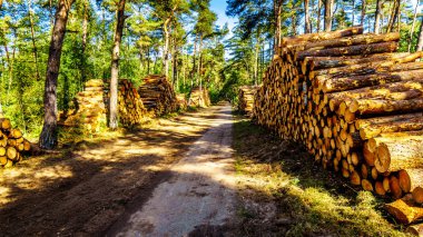 Ağaçlar günlüklerinden yığınları Hoge Veluwe doğa rezerv içinde il gelderland Hollanda ve kereste fabrikası için hazır kesilmiş