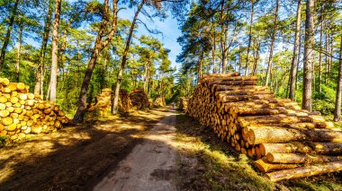 Ağaçlar günlüklerinden yığınları Hoge Veluwe doğa rezerv içinde il gelderland Hollanda ve kereste fabrikası için hazır kesilmiş