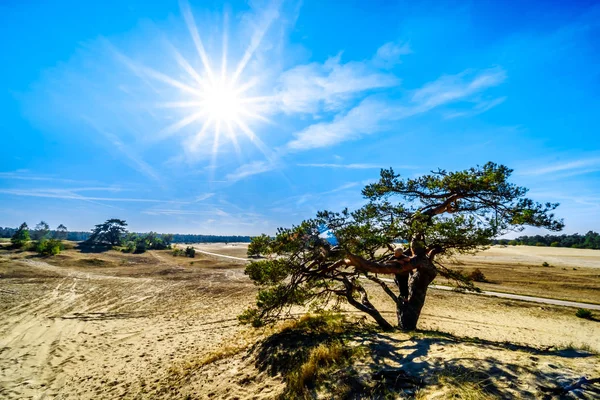 Tramonto Del Sole Sul Mini Deserto Beekhuizerzand Nella Riserva Naturale — Foto Stock