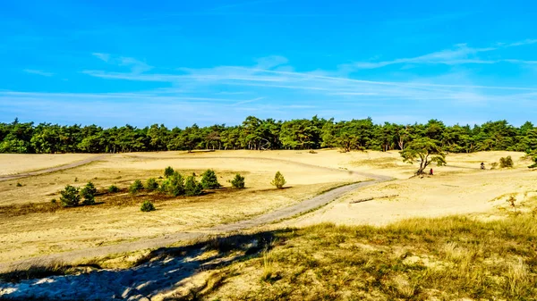 Mini Desierto Beekhuizerzand Reserva Natural Hoge Veluwe Bajo Cielo Azul — Foto de Stock