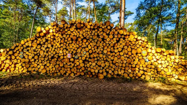 Stacks of logs from trees cut in the Hoge Veluwe nature reserve in the province of gelderland in the Netherlands and ready for the sawmill