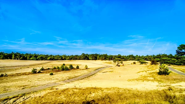 Mini Désert Beekhuizerzand Dans Réserve Naturelle Hoge Veluwe Sous Ciel — Photo