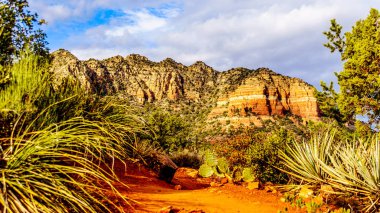 Kaktüs ve diğer bitki örtüsü kırmızı kayalar Coconino Ulusal Ormanı, ile arka planda Katedrali Rock renkli kumtaşı Kuzey Arizona, ABD Sedona kasaba yakınlarında