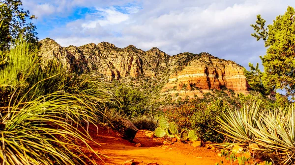 Kaktus Und Andere Vegetation Auf Den Roten Felsen Des Coconino — Stockfoto