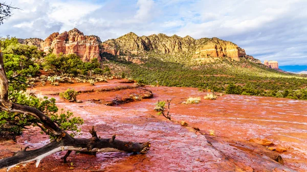 Fallen tree after a rain storm on the red rocks of Coconino National Forest, with in the background the colorful sandstone of Lee Mountain  the town of Sedona in northern Arizona , USA