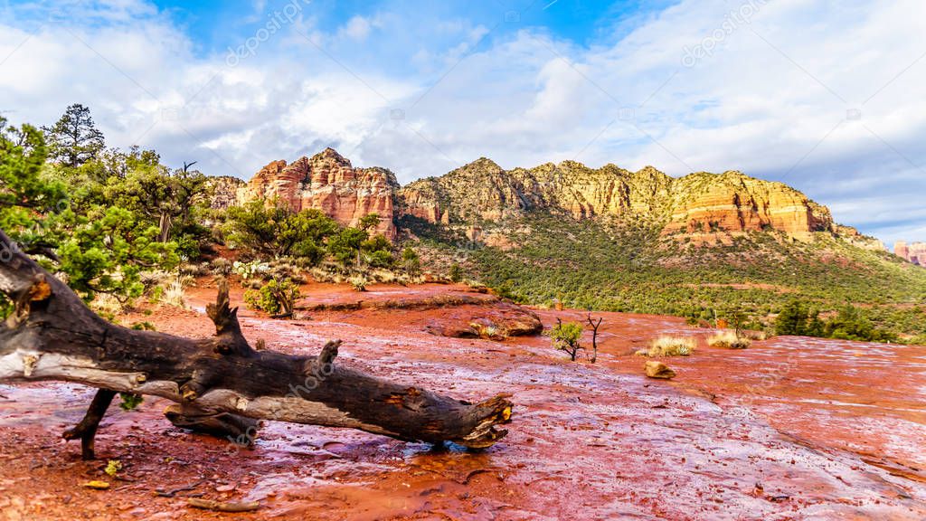 Fallen tree after a rain storm on the red rocks of Coconino National Forest, with in the background the colorful sandstone of Lee Mountain  the town of Sedona in northern Arizona , USA