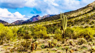 Saguaro, Cholla ve yarı çöl manzara Mcdowell dağ dizi yakınındaki Scottsdale, Arizona, Amerika Birleşik Devletleri diğer kaktüsler çevrili doğa yürüyüşü hiking