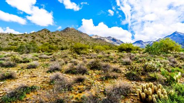Saguaro, Cholla ve yarı çöl manzara Mcdowell dağ dizi yakınındaki Scottsdale, Arizona, Amerika Birleşik Devletleri diğer kaktüsler çevrili doğa yürüyüşü hiking