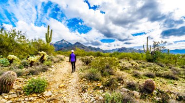 Kıdemli Mcdowell Sonaran korumak yakınındaki Scottsdale, Arizona, Amerika Birleşik Devletleri içinde dalgakıran izinde hiking kadın