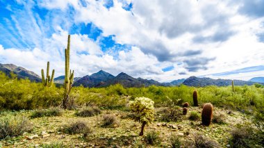 Saguaro, Cholla ve yarı çöl manzara Mcdowell dağ dizi yakınındaki Scottsdale, Arizona, Amerika Birleşik Devletleri diğer kaktüsler çevrili doğa yürüyüşü hiking