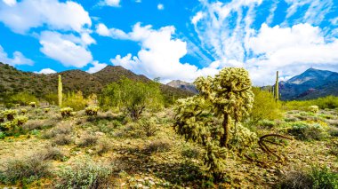Saguaro, Cholla ve yarı çöl manzara Mcdowell dağ dizi yakınındaki Scottsdale, Arizona, Amerika Birleşik Devletleri diğer kaktüsler çevrili doğa yürüyüşü hiking