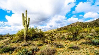 Saguaro, Cholla ve yarı çöl manzara Mcdowell dağ dizi yakınındaki Scottsdale, Arizona, Amerika Birleşik Devletleri diğer kaktüsler çevrili doğa yürüyüşü hiking