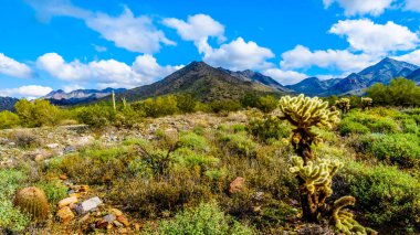 Saguaro, Cholla ve yarı çöl manzara Mcdowell dağ dizi yakınındaki Scottsdale, Arizona, Amerika Birleşik Devletleri diğer kaktüsler çevrili doğa yürüyüşü hiking