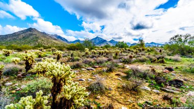 Saguaro, Cholla ve yarı çöl manzara Mcdowell dağ dizi yakınındaki Scottsdale, Arizona, Amerika Birleşik Devletleri diğer kaktüsler çevrili doğa yürüyüşü hiking