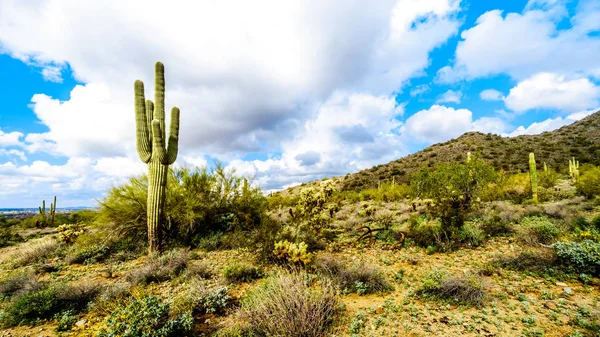 Hiking Hiking Trails Surrounded Saguaro Cholla Other Cacti Semi Desert — Stock Photo, Image