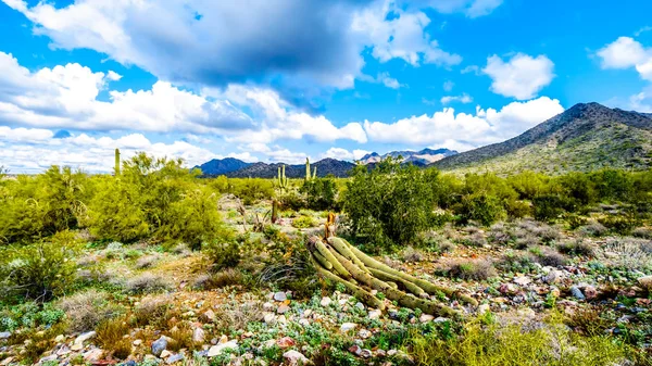 Large Saguaro Cactus Blown Semi Desert Landscape Mcdowell Mountain Range — Stock Photo, Image