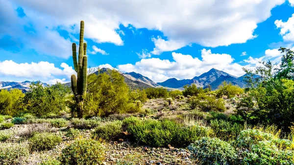 Pěší Turistika Turistických Tras Obklopen Saguaro Cholla Jiné Kaktusy Semifinále — Stock fotografie