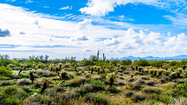 Hiking Hiking Trails Surrounded Saguaro Cholla Other Cacti Semi Desert — Stock Photo, Image