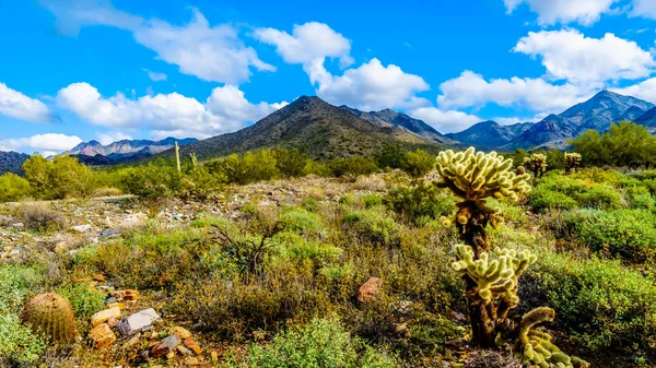 Pěší Turistika Turistických Tras Obklopen Saguaro Cholla Jiné Kaktusy Semifinále — Stock fotografie