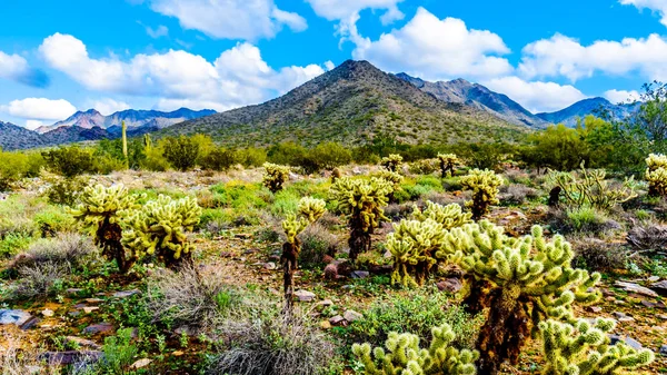 Vandra Vandringslederna Omgiven Saguaro Cholla Och Andra Kaktusar Semi Ökenlandskap — Stockfoto