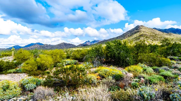 Hiking Hiking Trails Surrounded Saguaro Cholla Other Cacti Semi Desert — Stock Photo, Image