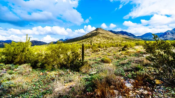 Vandra Vandringslederna Omgiven Saguaro Cholla Och Andra Kaktusar Semi Ökenlandskap — Stockfoto