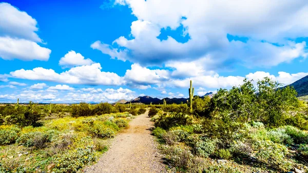 Senderismo Las Rutas Senderismo Rodeadas Saguaro Cholla Otros Cacti Paisaje — Foto de Stock