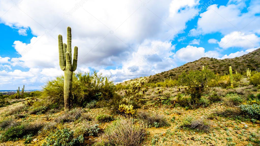 Hiking on the hiking trails surrounded by Saguaro, Cholla and other Cacti in the semi desert landscape of the McDowell Mountain Range near Scottsdale, Arizona, United States of America