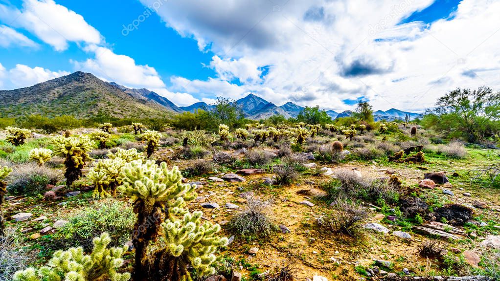 Hiking on the hiking trails surrounded by Saguaro, Cholla and other Cacti in the semi desert landscape of the McDowell Mountain Range near Scottsdale, Arizona, United States of America