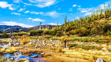 Arizona Otoyol Sr87 log Coral Wash çıkış Kuzey Arizona McDowell Sıradağları 'nda neredeyse kuru Sycamore Creek kıdemli kadın