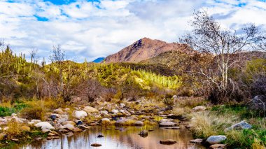 Kuzey Arizona 'da McDowell Sıradağları 'nda neredeyse kuru Sycamore Creek Arizona log Coral Wash çıkış Sr87