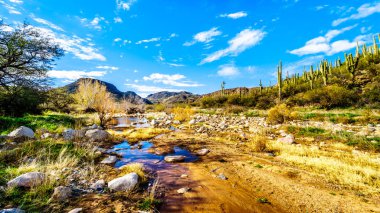 Kuzey Arizona 'da McDowell Sıradağları 'nda neredeyse kuru Sycamore Creek Arizona log Coral Wash çıkış Sr87