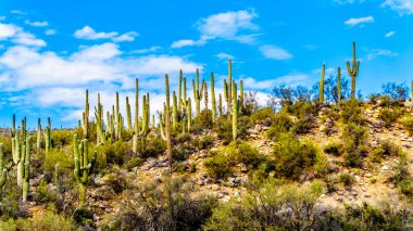 An abundance of Saguaro Cacti surrounding Sycamore Creek in the McDowell Mountain Range in Northern Arizona at the Log Coral Wash Exit of Arizona SR87 clipart