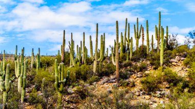 An abundance of Saguaro Cacti surrounding Sycamore Creek in the McDowell Mountain Range in Northern Arizona at the Log Coral Wash Exit of Arizona SR87 clipart