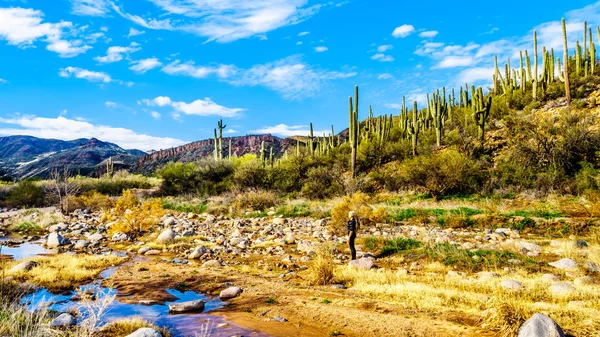 Senior Woman Almost Dry Sycamore Creek Mcdowell Mountain Range Northern — Stock Photo, Image