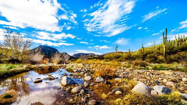Kuzey Arizona 'da McDowell Sıradağları 'nda neredeyse kuru Sycamore Creek Arizona log Coral Wash çıkış Sr87